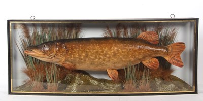 Lot 234 - Taxidermy Northern Pike (Esox lucius) – is a...