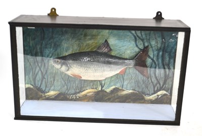 Lot 90 - A cased taxidermy cast cased Roach fish by...