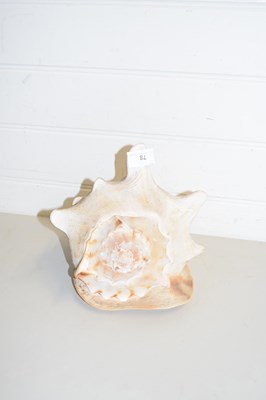 Lot 78 - LARGE SEASHELL