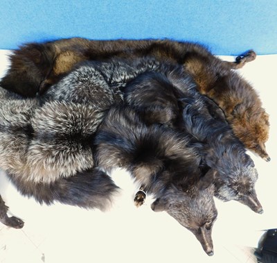 Lot 185 - Three fox fur stoles, (3)