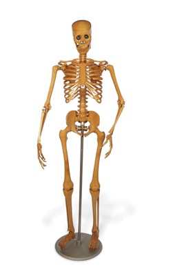 Lot 405 - A 20th Century anatomical model of the human...