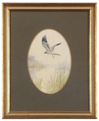 Lot 477 - Colin Burns (British, b.1944), "Male Montagu's...
