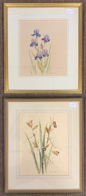 Lot 23 - Doreen Allen - Bearded Iris & Iris Fortidissma,...