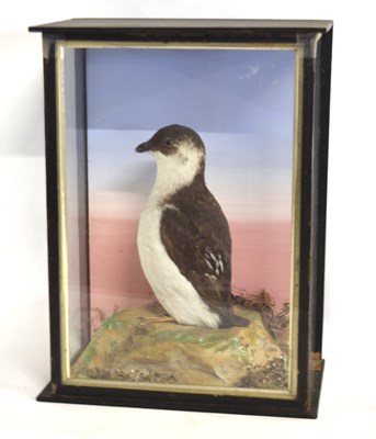 Lot 10 - Late Victorian taxidermy cased Little Hawk by...