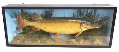 Lot 19 - Early 20th century Taxidermy cased Pike by...