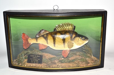 Lot 22 - 20th Century taxidermy cased Perch, set in...