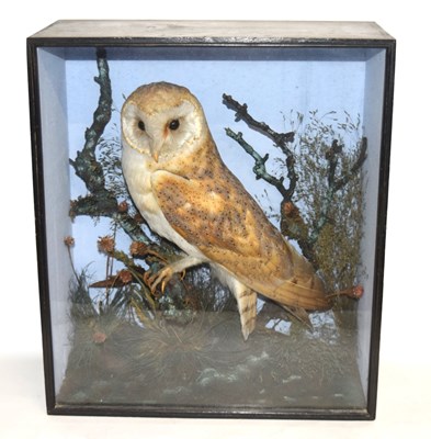 Lot 11 - Late Victorian Taxidermy cased Barn Owl (Tyto...