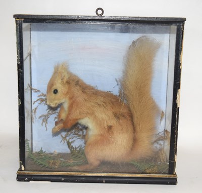 Lot 27 - Late 19th / Early 20th century Taxidermy Cased...