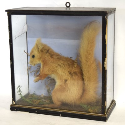 Lot 27 - Late 19th / Early 20th century Taxidermy Cased...