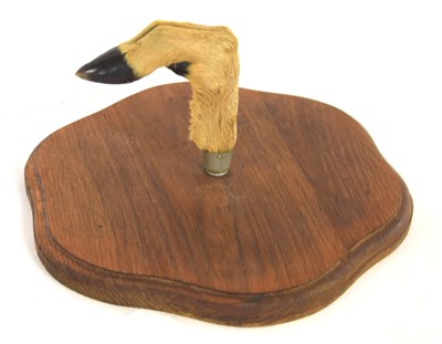 Lot 32 - Coat hook fashioned out of taxidermy deer hoof...