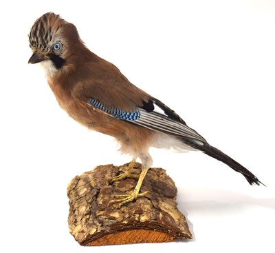 Lot 33 - 20th century Taxidermy Eurasian Jay (Garrulus...