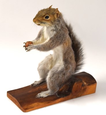 Lot 34 - Taxidermy grey squirrel (Sciurus carolinensis)...