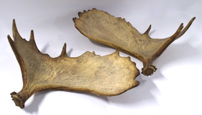 Lot 38 - Set of large Moose (Alces alces) antler sheds
