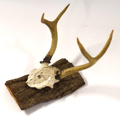 Lot 40 - American white tail deer (Odocoileus...