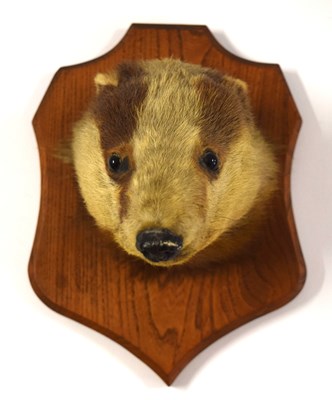 Lot 43 - 20th century Taxidermy Badger mask on wooden...
