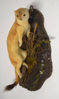 Lot 48 - Modern Taxidermy wall mounted Stoat (Mustela...