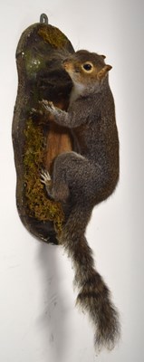 Lot 49 - Modern taxidermy wall mounted grey squirrel...