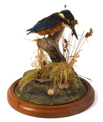 Lot 63 - 20th century / modern Taxidermy common...