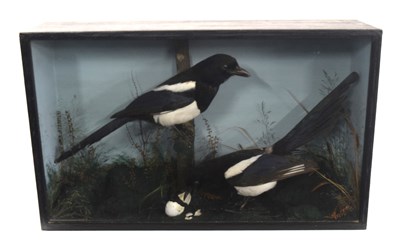 Lot 53 - late 20th century taxidermy cased pair of...
