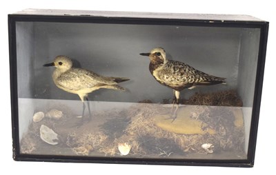 Lot 56 - Victorian taxidermy cased pair of Common grey...