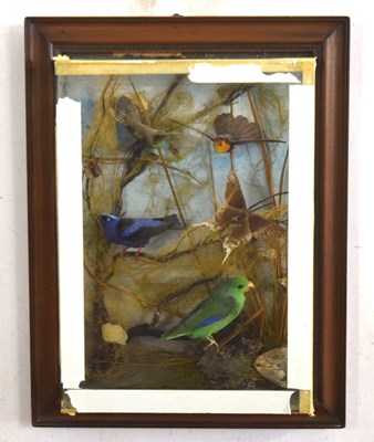 Lot 64 - Late Victorian / early 20th century taxidermy...