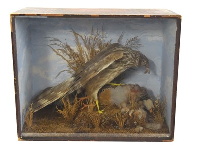Lot 52 - Victorian Taxidermy cased Female Hen Harrier...