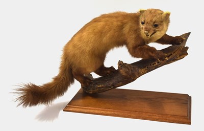 Lot 44 - 20th century large Taxidermy European Pine...