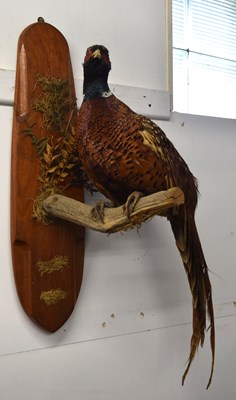 Lot 67 - Modern 20th/ 21st century taxidermy wall...
