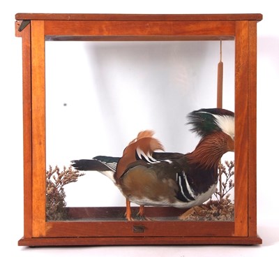 Lot 66 - Late 20th century taxidermy Male Mandarin Duck...