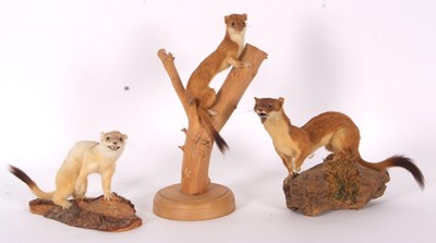 Lot 50 - Quantity of three Modern Taxidermy Stoats...