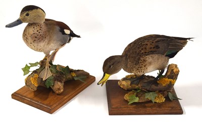 Lot 74 - Modern Taxidermy brace of Icelandic Teal Ducks...