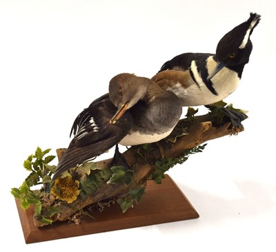 Lot 73 - Modern Taxidermy pair of Hooded Merganser...