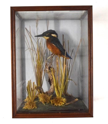 Lot 72 - Taxidermy Eurasian Kingfisher (Alcedo atthis)...