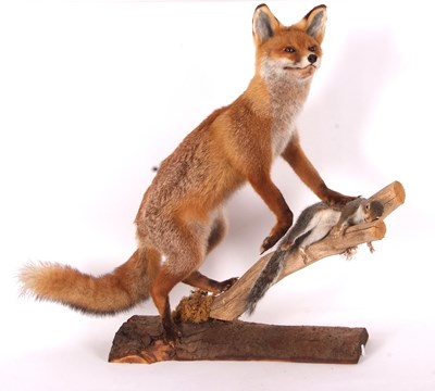 Lot 47 - Modern large Taxidermy free standing Dog Fox...