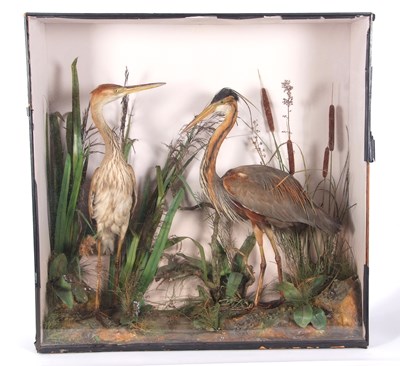 Lot 59 - Large 19th century taxidermy cased Adult male...