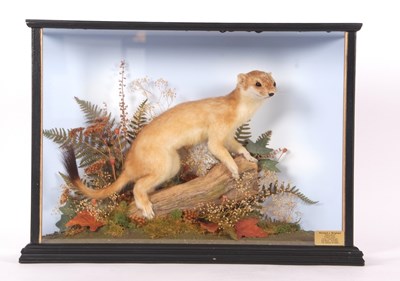 Lot 68 - Modern Taxidermy cased Eurasian Stoat (Mustela...