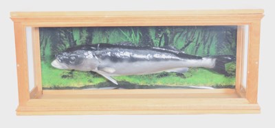 Lot 71 - Modern Taxidermy cast model cased Seabass fish...
