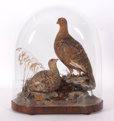 Lot 60 - Very well done Victorian taxidermy Brace of...