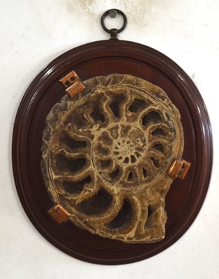 Lot 81 - Wall mounted Crystalised Ammonite fossil...