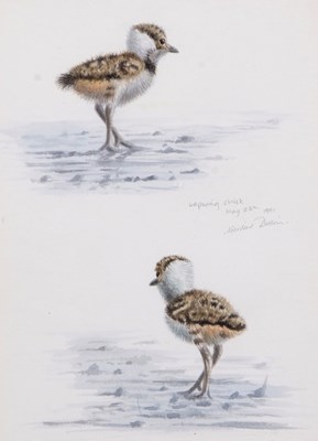 Lot 181 - British School, 20th century, 'Lapwing Chick',...