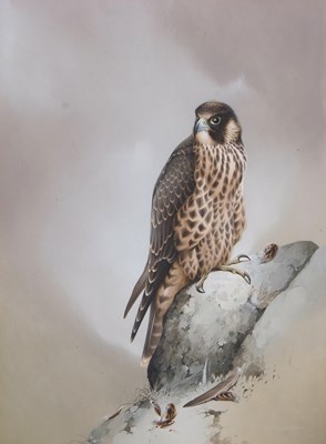 Lot 182 - Raymond Watson (1935-1994), 'Sparrow Hawk',...