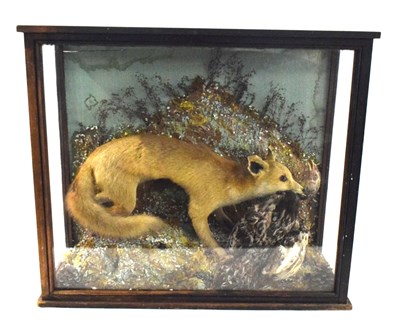 Lot 87 - Late 19th / Early 20th century taxidermy cased...