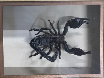 Lot 91 - A special edition display frame for The Mummy...