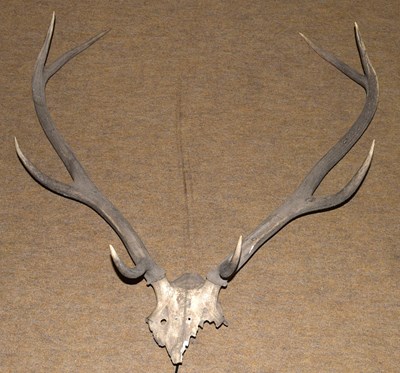 Lot 86 - 8 Pointer Red deer Stag partial skull and antlers