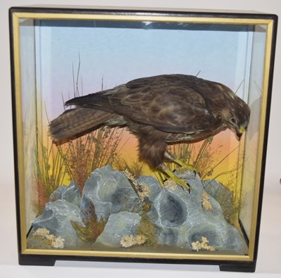 Lot 21 - Early to Mid 20th Century Taxidermy cased...