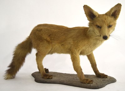 Lot 25 - Edwardian Army & Navy stores Taxidermy Fox Cub...