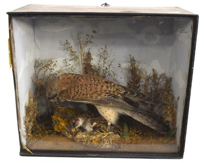 Lot 18 - Victorian Taxidermy cased Kestrel and prey in...