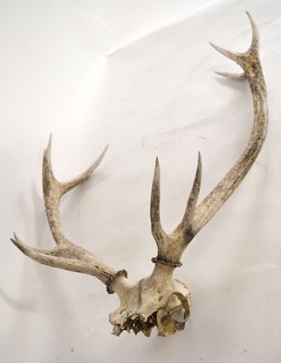 Lot 29 - Red deer skull and antlers - 11 pointer switch