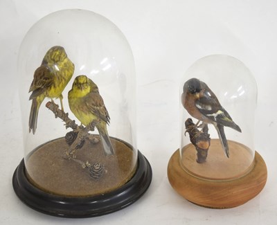 Lot 39 - Two 20th century Taxidermy Canaries perched on...