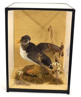 Lot 15 - Taxidermy North Atlantic Puffin set in four...